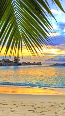 Обои пляж, тропическая зона, Пальма, океан, море на телефон Android,  1080x1920 картинки и фото бесплатно