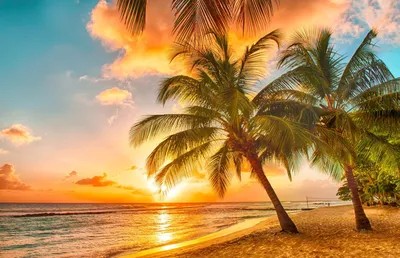 Красивый пляж пальмы на Острова Кука на солнечный день Стоковое Изображение  - изображение насчитывающей небо, природа: 62795225