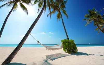 Красивый тропический пляж с кокосовой пальмы на песчаном. летний фон  концепции. | Премиум Фото