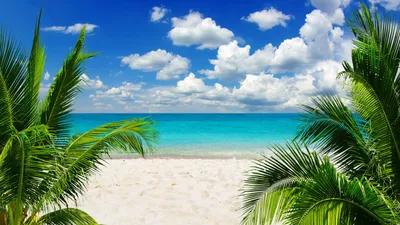 Красивый тропический пляж с пальмами и морем бирюзового Coco Стоковое  Изображение - изображение насчитывающей ключ, солнце: 204258609