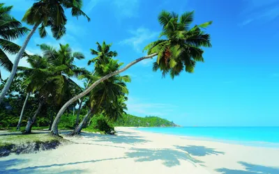 Пользовательские фото обои большой росписи настенные наклейки красивая  мечта море вид кокосовые пальмы пляж пейзаж ТВ стены | AliExpress