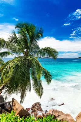 Красивые Пальмы И Карибское Море — стоковые фотографии и другие картинки  Палм-Бич - Флорида - Палм-Бич - Флорида, Палм-Бич - Сидней, Бассейн на  курорте - iStock