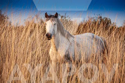 Про100 красивые ЛОШАДИ — Разное | OK.RU | Красивые лошади, Породистые лошади,  Лошадиные породы