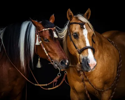 Фото и картинки лошадей: лучшая подборка