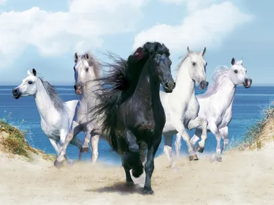 Красивая Лошадь Стоковые Фотографии | FreeImages
