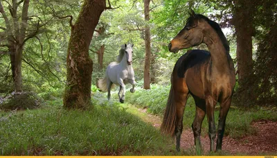 картина лошадь в лесу, картинки красивых лошадей, лошадь, животное фон  картинки и Фото для бесплатной загрузки