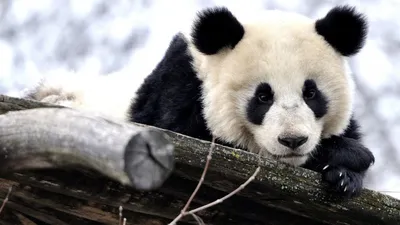 Мультяшные панды - красивые картинки (100 фото)