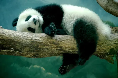 sweet panda | Cute panda drawing, Panda drawing, Panda sketch