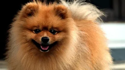 Самые красивые породы собак в мире. Самая красивая собака | Чернила истории  | Дзен