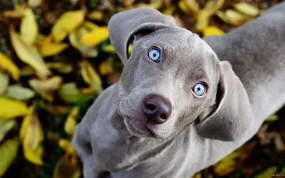 Красивые собаки» — создано в Шедевруме