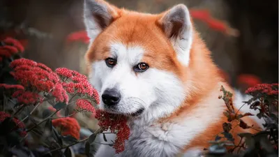 Самые красивые породы собак - какое животное выбрать - список и фото |  OBOZ.UA