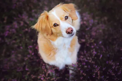 Лысые собаки - породы голых собак, фото | Блог зоомагазина Zootovary.com