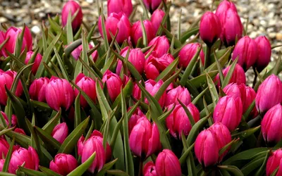 Весна в Кобрине: тюльпаны, розы и мимоза созданы, чтобы радовать прекрасных  половинок (фото)