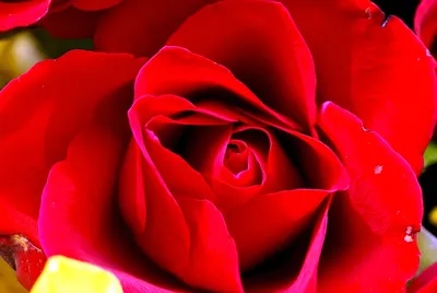 Красота в красном цвете» — создано в Шедевруме