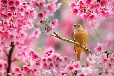 Весна картинки красивые - 70 фото