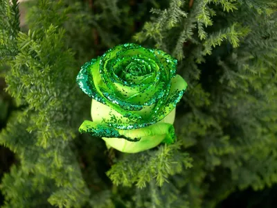Зеленый цвет - красивые картинки (70 фото)