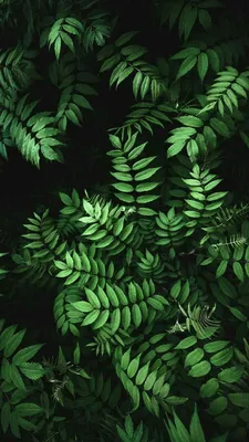 Зеленый цвет - красивые картинки (100 фото) • Прикольные картинки KLike.net