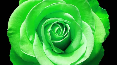 Красивые картинки зеленого цвета - 66 фото