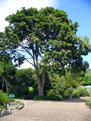 Тесаный брус Красное дерево (Акажу) 78 in. x 78 in. x 9 ft.