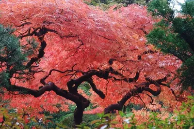 Красное дерево: характеристики и свойства пород, применение, виды |  «Осинавам»