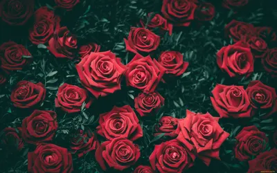 Обои для рабочего стола роза красных снеге Цветы вблизи Черный фон