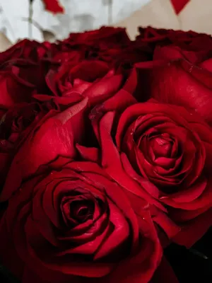Красные розы 51шт с доставкой по Астане — Cvety.kz
