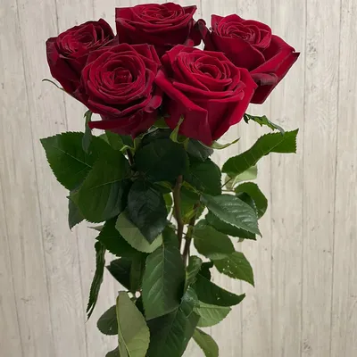 Красные розы купить с доставкой по Минску | цена