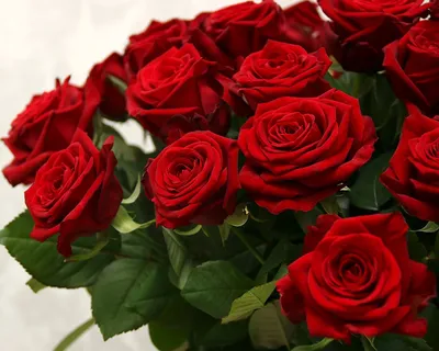 Красные розы с эвкалиптом от 19 шт. за 5 990 руб. | Бесплатная доставка  цветов по Москве