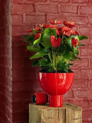 макро красный цветок розы, красная роза, роза, Организация цветов,  искусственный цветок, растение Стебель png | PNGWing