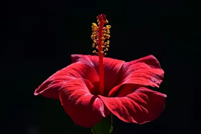 Красный цветок с желтым пестиком (52 фото) - 52 фото