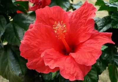 Красные цветы на подоконнике: Виды комнатный растений с красными цветами |  Aesthetic landscape
