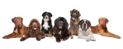 Крупные породы собак картинки фотографии