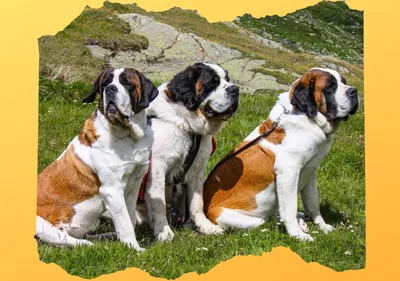 Крупные породы собак: общие черты, рейтинг, выбор и уход