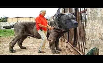 ТОП-10: самые крупные породы собак в мире (с фото и описаниями) | «Дай Лапу»