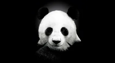 Животные крутая панда солнцезащитные очки Картина на холсте Настенная  картина для Гостиной Современный домашний декор плакаты и принты |  AliExpress