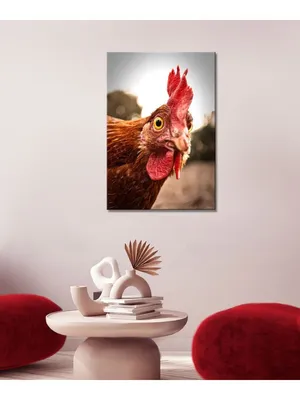 Курица и петух: два вида птиц в одном семействе» — создано в Шедевруме