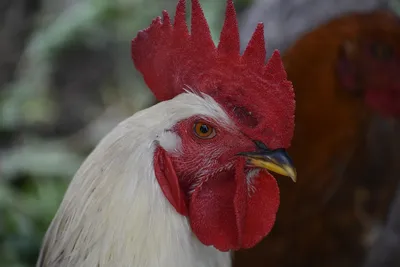 Картина на холсте с подрамником ХитАрт Курица; курицы; петух 29 70x90 -  купить по низкой цене в интернет-магазине OZON (686970628)