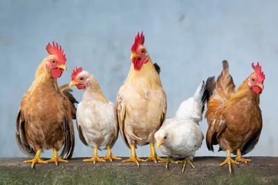 петух цыпленка изолированный курицей Стоковое Изображение - изображение  насчитывающей черный, пакостно: 10253513