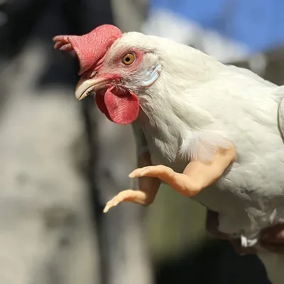 Ржачные картинки про куриц (48 фото) » Юмор, позитив и много смешных  картинок