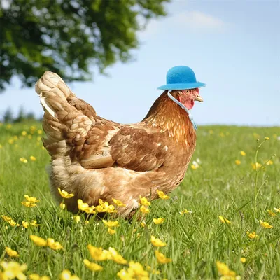 Создать мем \"фото курицы смешные, курица, курица прикольные картинки\" -  Картинки - Meme-arsenal.com