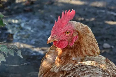 выглядывает курица смешные животные фермы выглядывая лицо голова  изолированные на белом Иллюстрация вектора - иллюстрации насчитывающей  ангстрома, сторона: 224649661