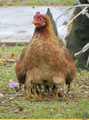 Funny Chicken Couple. Смешная куриная парочка. PNG. | Курица в искусстве,  Рисунки петухов, Юмор о курицах