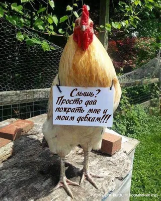 Фигурка садовая Забавная Курица из смолы, смешное украшение забора (1 шт) -  купить по низкой цене с доставкой в интернет-магазине OZON (1049494380)