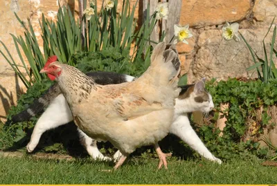 Супер смешная толстая курица» — создано в Шедевруме
