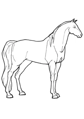 Как нарисовать лошадь с детьми от 3 до 12 лет - Handskill.ru