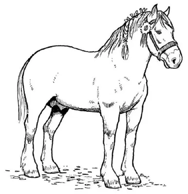 Книжка-раскраска Для Детей (лошадь) Клипарты, SVG, векторы, и Набор  Иллюстраций Без Оплаты Отчислений. Image 52986119
