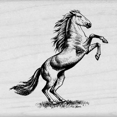 Штриховые рисунки Пони Мустанг Грива, Мустанг, лошадь, лошадь Tack,  транспорт png | Klipartz