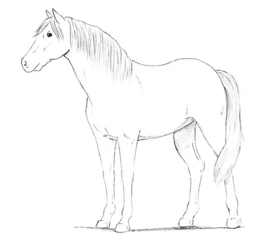 Рисунок лошади легко и просто - 43 фото