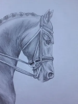Horse. Лошадь. PNG. | Лошади, Рисунки животных, Животные