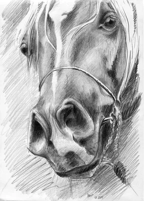 Рисунок простым карандашом. Лошадь. | Пикабу